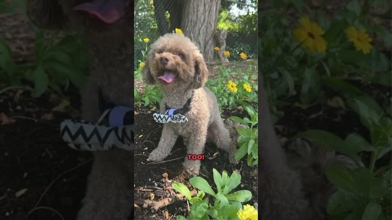 Poodles are the Best Hypoallergenic Dogs for Allergy Sufferers