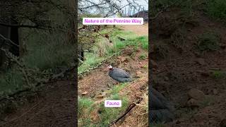 Nature of the Pennine Way - Fauna