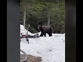 A grizzly bear ambles past cyclists in glacier national park