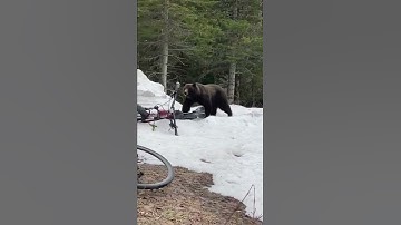 VIDEO: A grizzly bear ambles past cyclists in Glacier National Park