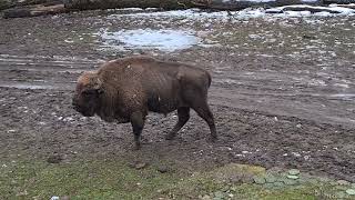 Zimbri | Rezervația de Zimbri Neagra din Bucșani, județul Dâmbovița