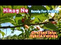 Native mulberry grafting hybrid varieties picking fruits kaprobinsya mulberryfruit mulberry