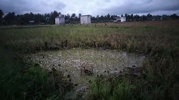 lokasi pemasangan pulut belibis,anti jong