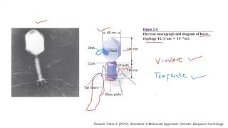 Lecture 1   Introduction to bacteriophages