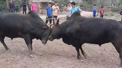 सांड की लड़ाई 12/02/2022