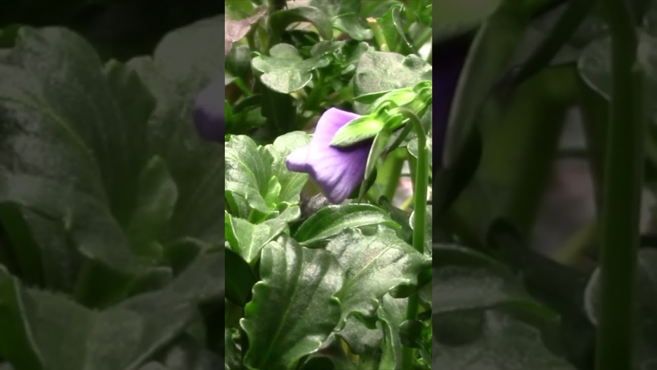 Таймлапс: как распускается виола🌸