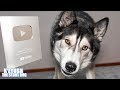 Telling My Dog He's On Youtube! He FLIPS Silver PlayButton!