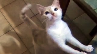 Maggie The Kitten Playing With Feather Duster