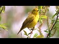 Oiseaux du Québec, chants et cris #2