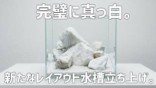 純白を求めて。全てが真っ白なレイアウト水槽を立ち上げる！#826【アクアリウム】