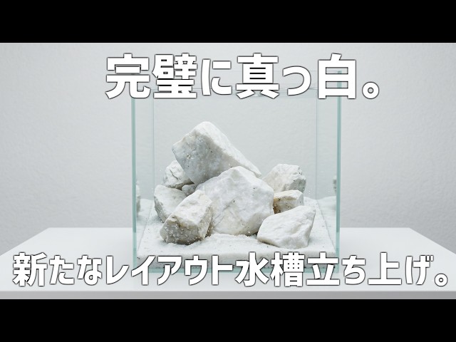 In Search of Pure White. Setting Up an All-White Aquascape! #826