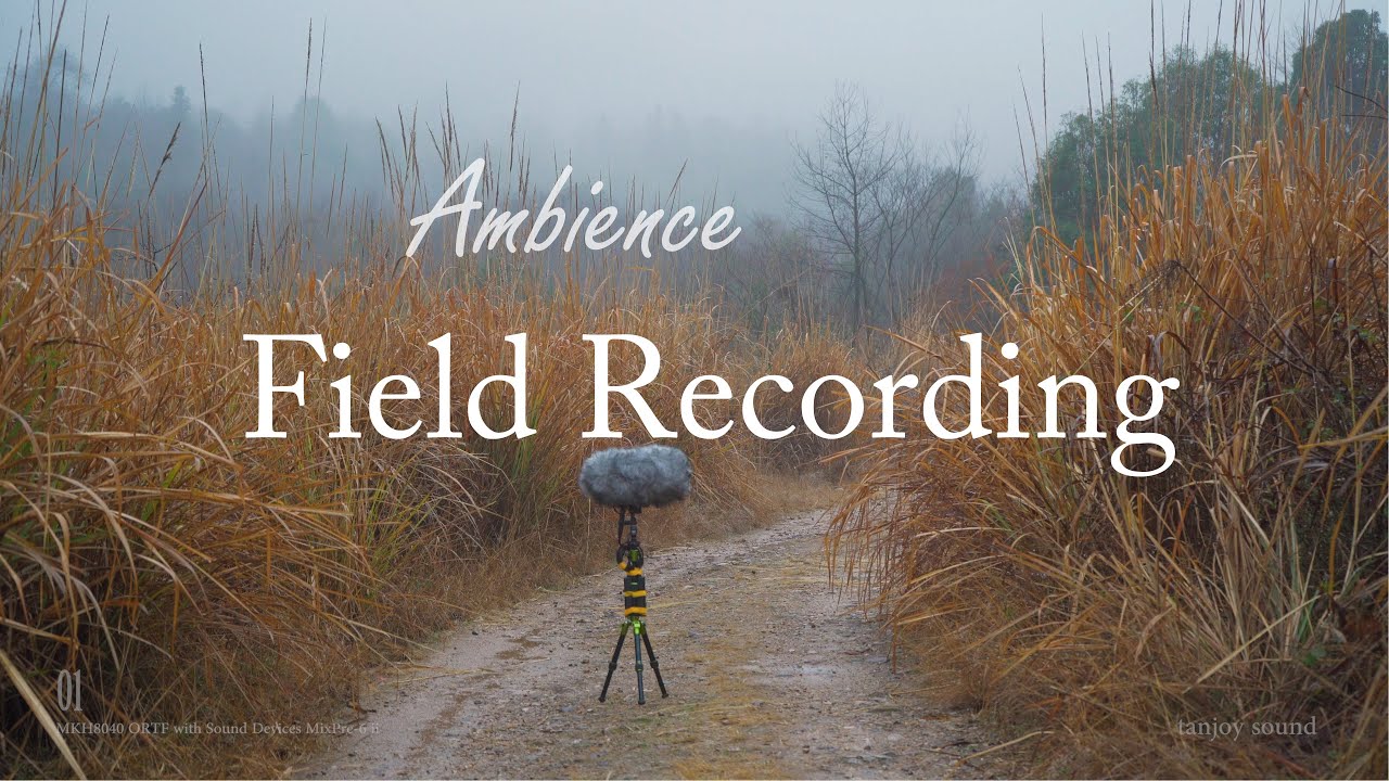 Field Recording Winter Forest Ambience - YouTube