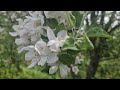 ДАНИЛЕНКО ЯБЛУНІ 4k українські пісні українська музика Ukrainian Songs 
