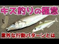 【キス釣りの極意】初心者必見！キス釣りの基本から応用まで徹底解説