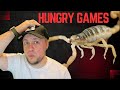 Feeding &amp; Checking In on My Scorpions!