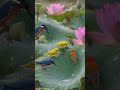 Beautiful birds and flowers