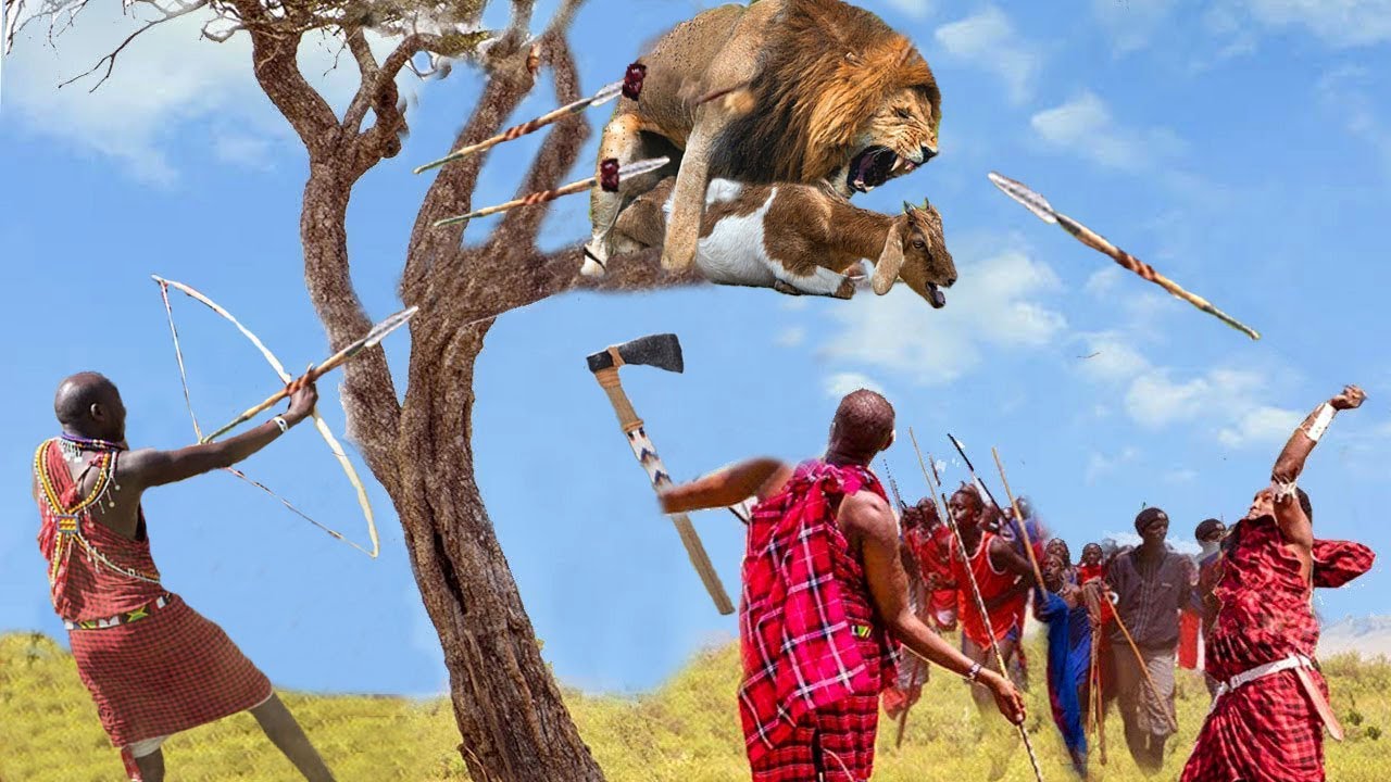 Maasai Brave Tribe Warriors Attack Lion With Rudimentary Weapons To