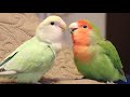 Lovebirds singing  talking  lovebirds as pets