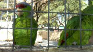Papageien im Safari Zoo Cala Millor, Mallorca