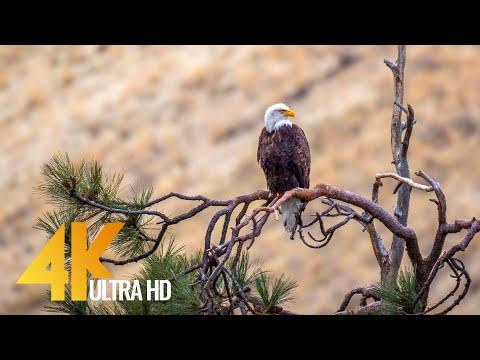 60 fps American Wildlife Yakima Canyon Road, Washington State USA