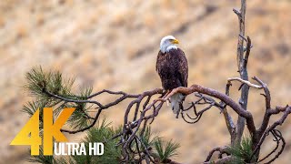 4K 60 fps American Wildlife. Part 2  Yakima Canyon Road, Washington State, USA