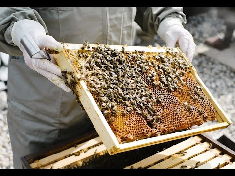 BeeKeeping