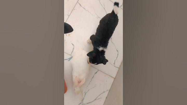 مشكلت الأرانب ويه الكلبه🐕‍🦺😂 لوسي