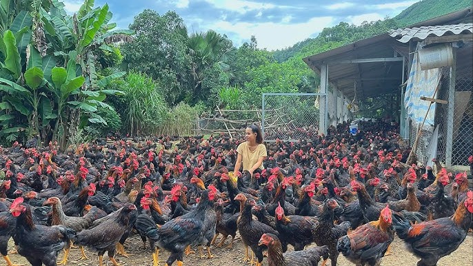 BRAHMA CHICKEN FARMING : Business Starting Plan For Beginners