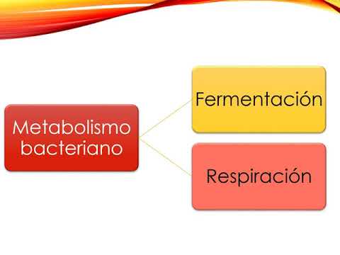 Vídeo: Metabolismo Microbiano De Los Componentes De La Dieta A Metabolitos Bioactivos: Oportunidades Para Nuevas Intervenciones Terapéuticas