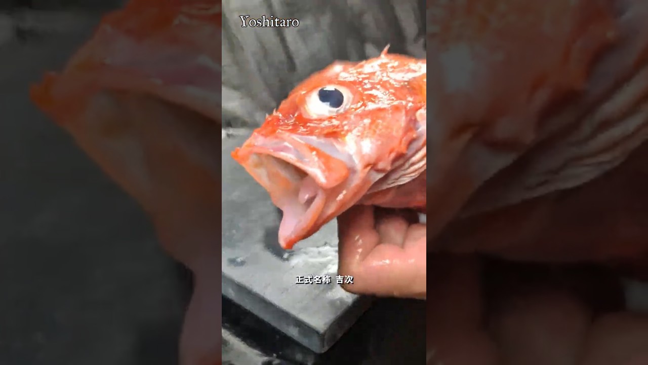 ⚠️45秒でわかる‼️【キンキ（吉次）】丁寧に愛を持って捌くことは美味しさに比例する🔥#japan #shorts #howto