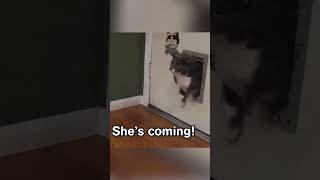 Crazy Cat Antics Watch These Kitties Go Bonkers