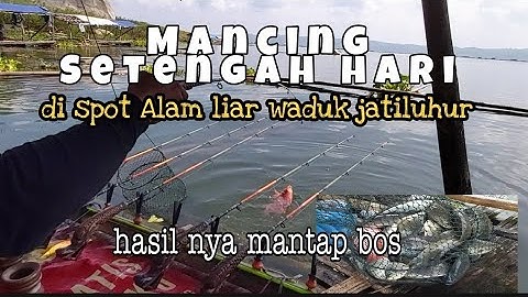 mancing setengah hari di spot alam liar waduk Jatiluhur hasil nya mantap // panen strike