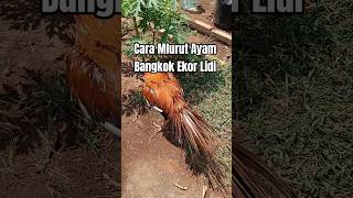 Rahasia Ekor Ayam Bangkok Lidi Bisa Lurus U0026 Menjuntai Sempurna kopali