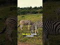 Zebras Are Not As Friendly As You Think! #shorts #youtube