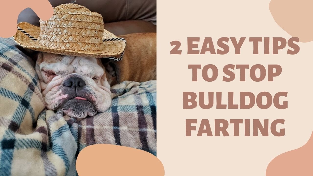 How To Stop French Bulldog From Farting