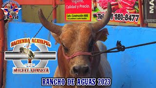 ¡¡¡LA TENÍAS GANADA JINETE!!! QUINTA ELIMINATORIA/TORNEO DE TOROS RANCHO DE AGUAS 2023