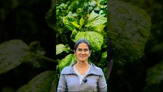 How Trees Make Their Own Fertilizer?🌳🌳