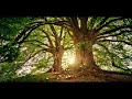 5 minute grounding meditation connect with earth and nature energy for health and balance