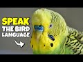 How to understand your bird better  compilation