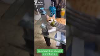 Kočky vs brokolice