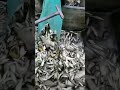 TOP videos fishing #fishing #fish #twolessfishinthesea