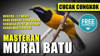 MASTERAN MURAI BATU 🔴 SUARA CUCAK CUNGKOK berjeda 1-2 menit