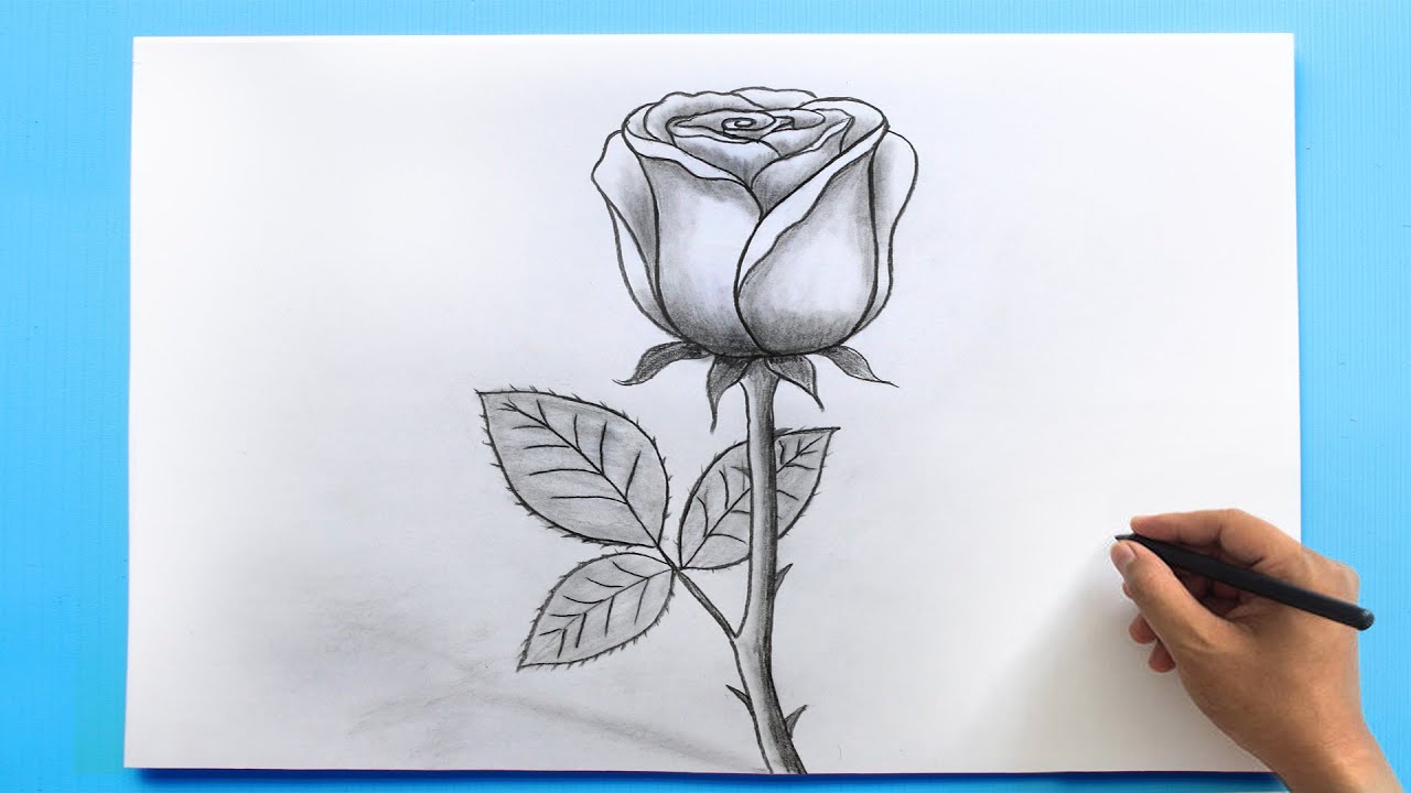 The Ultimate Collection of Rose Sketch Images – Top 999+ Illustrations in Full 4K