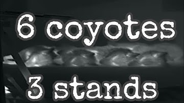 TOP THERMAL FOOTAGE (HD 1280) MULTIPLE COYOTES DOWN.