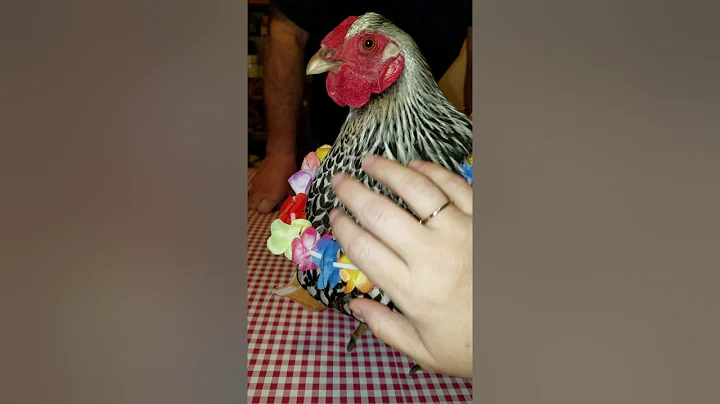 Silver laced Wyandotte dressed for a luau