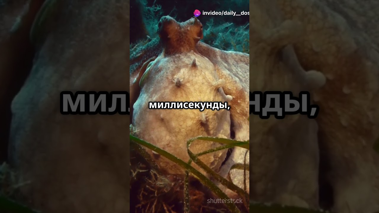 Почему осьминоги такие умные? 🐙🧠 | Удивительные факты 