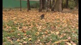 Дикая кошка в поисках дома / Stray cat on her long way home Дикая кошка в поисках дома / Stray cat on her long way home