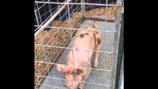 Making Bacon - Episode 1