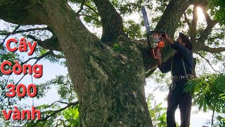 Cưa cây Còng khổng lồ \/ Sawing a giant Tamarind tree | T580