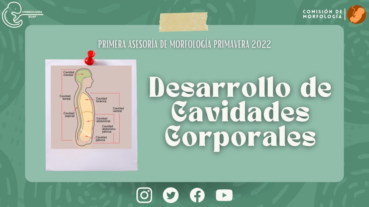 "Desarrollo de Cavidades Corporales"